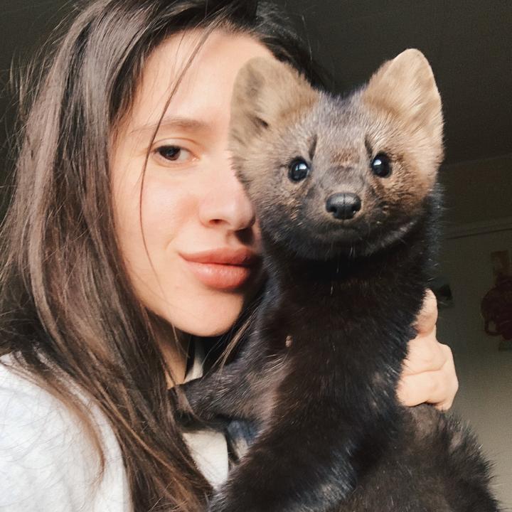 Купить Домашнего Соболя Живого