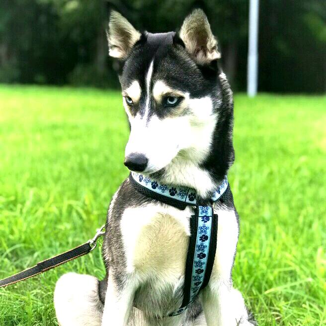 Хаски алис. Хаски алис. Хаски алиса. Хаса. Хаски даром.