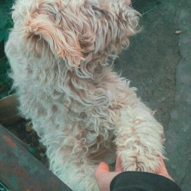 claudia's toy poodles