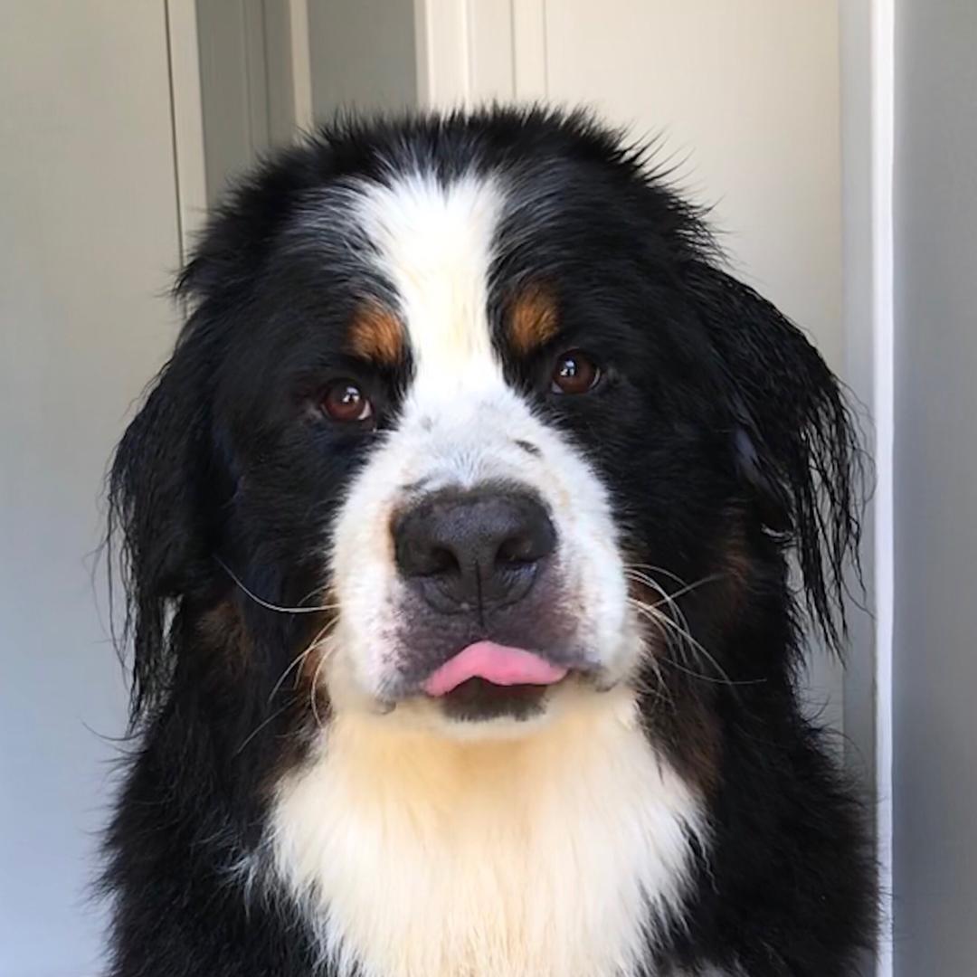anakin bernese