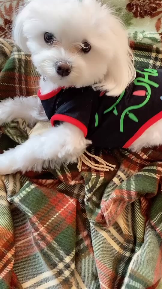 凶暴犬 Tiktok Hashtag Page 2