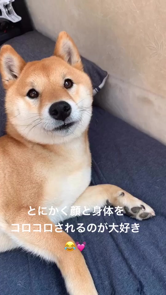 面白犬 Tiktok Hashtag