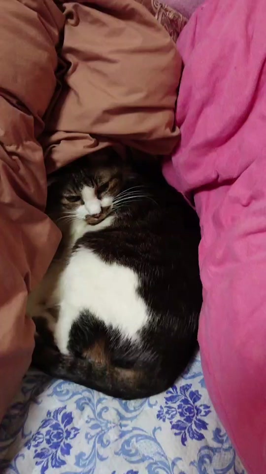 まゆりん Tiktok Profile