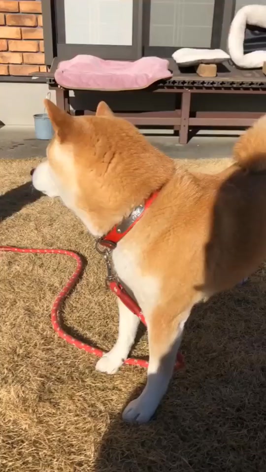 柴犬だよ Tiktok Hashtag