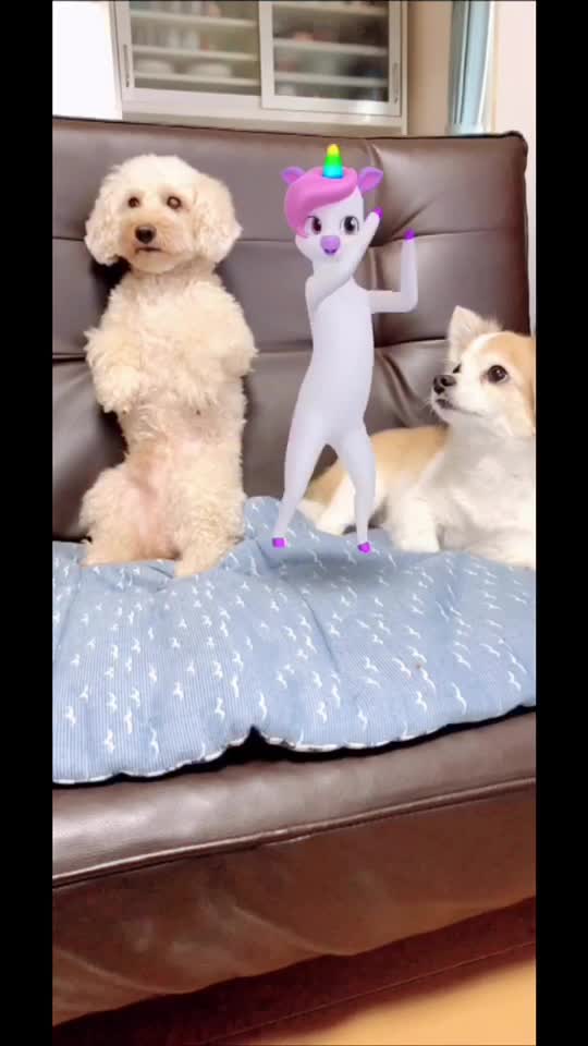 しゃべる犬 Tiktok Hashtag