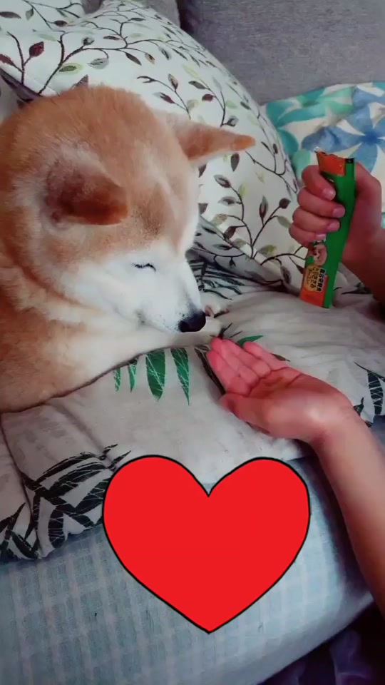 犬用ちゃおちゅーる Tiktok Hashtag