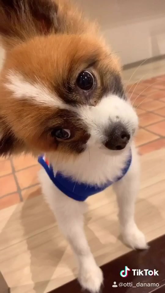 犬 首かしげる 音 Tik Tok 犬 首かしげる 音 Tik Tok Jpkabegamif2yxqfme