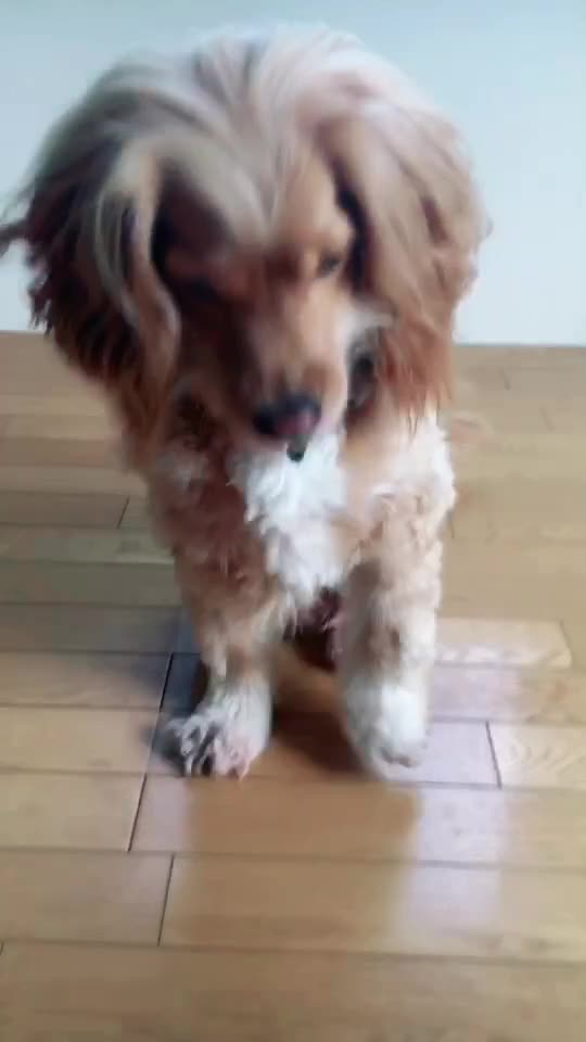 イケメン犬 Tiktok Hashtag