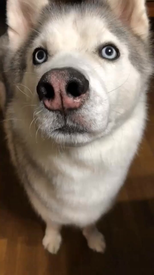 Mofumofuwolf イケメンすぎる犬ウルフくん Tiktok Profile