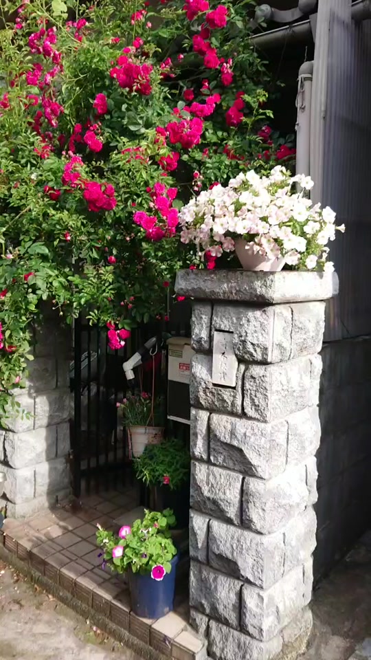 まゆりん Tiktok Profile