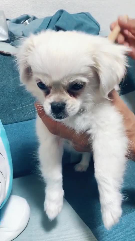 しゃくれ犬 Tiktok Hashtag