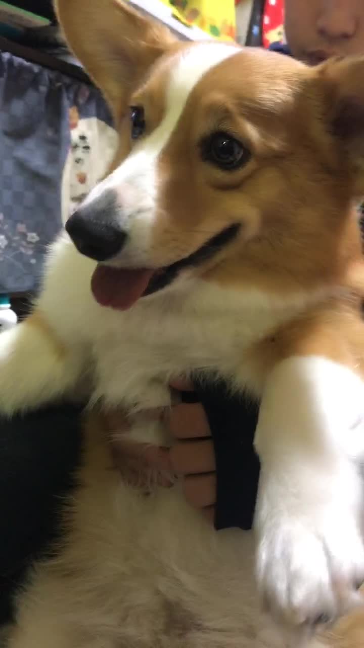 友達の家の犬 Tiktok Hashtag