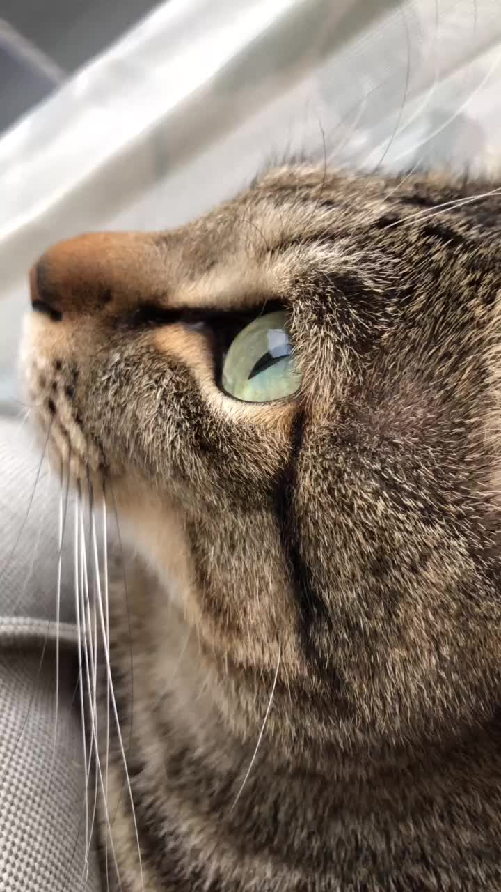 猫の横顔 Tiktok Hashtag