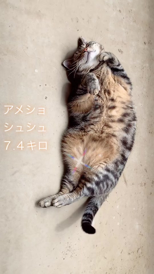 アメショ おデブ猫 Itllbefine Tiktok Video