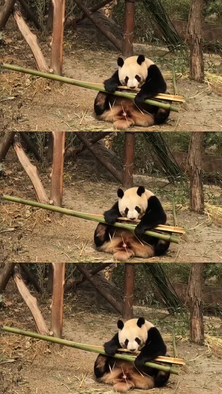 びっくりするパンダちゃん Tiktok Hashtag