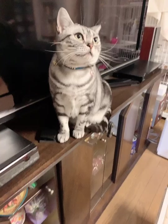 うちの猫 アメショー アメリカンショートヘア ジャム おデブ猫 Jampapa 0102 Tiktok Video