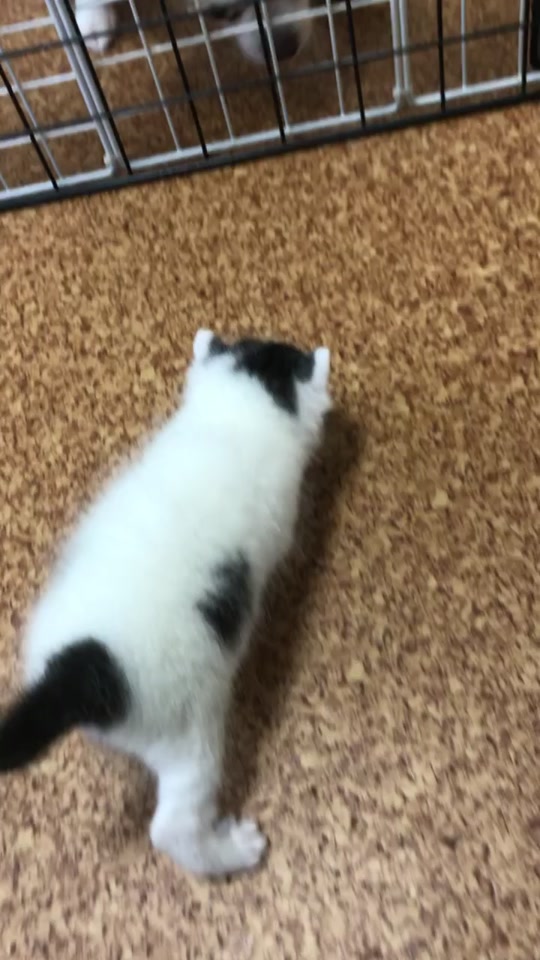 トップセレクション 猫 尻尾 ブルブル 100 で最高の画像