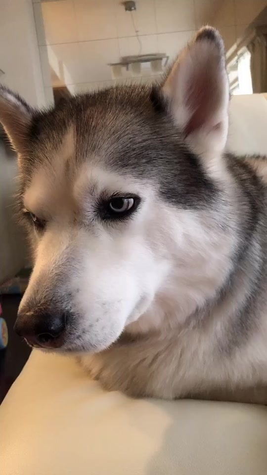 Mofumofuwolf イケメンすぎる犬ウルフくん Tiktok Profile