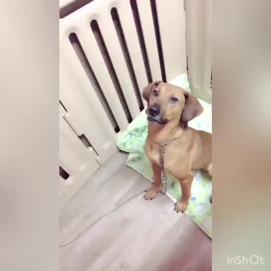 保護犬ふれあいカフェguardian Tiktok Profile
