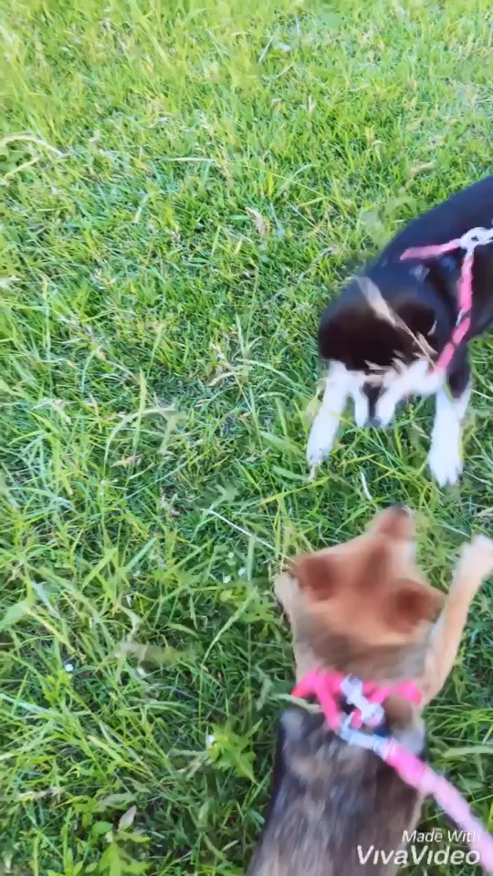 犬の遊び Tiktok Hashtag