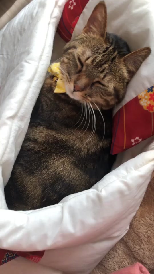 15死ん だ 猫 会い に 来る2022 ohara ski