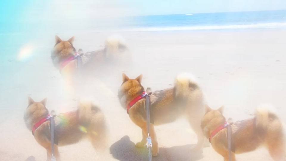 犬と海 Tiktok Hashtag