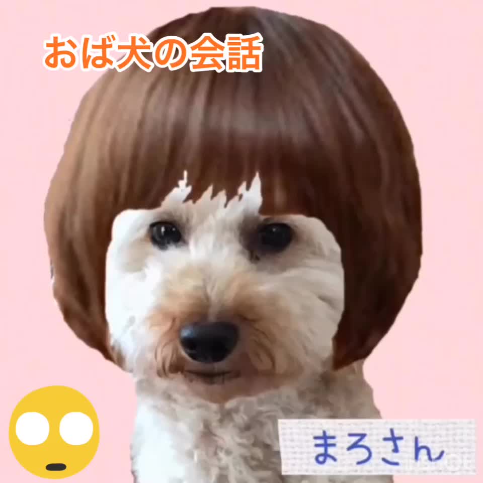 しゃべる犬 Tiktok Hashtag