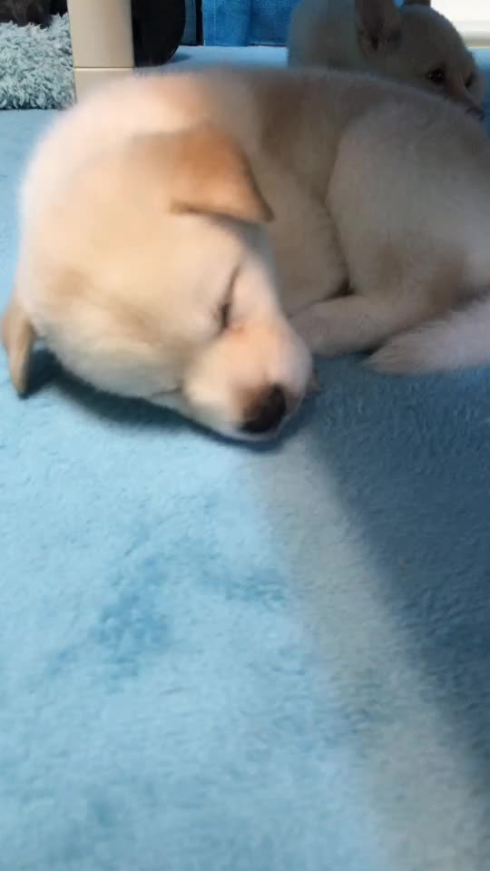 保護犬ふれあいカフェguardian Tiktok Profile
